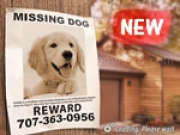 Play Missing Goldy