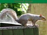 Play Squirrel jigsaw