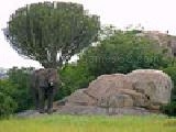 Play jigsaw: serengeti