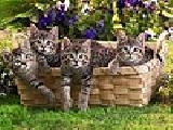 Play Cats in the basket puzzle