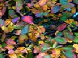 Play Jigsaw: autumn leafs