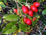 Play Jigsaw: rosehip