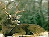 Play White tailed deer puzzle