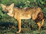 Play Golden jackal puzzle