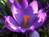 Play Jigsaw nature: crocus