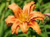 Play Jigsaw nature: amaryllis