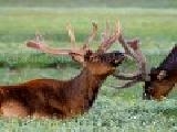 Play Jigsaw: elk