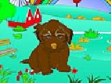 Play Baby shih tzu coloring