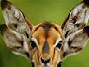 Play Confused deer puzzle