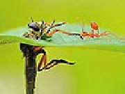 Play Little ant and leaf slide puzzle