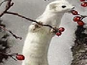 Play White animal and rosehip slide puzzle