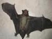 Play Flying bat