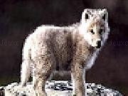 Play Little wolf slide puzzle