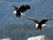 Play Jigsaw: bald eagles