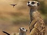 Play Meerkats slide puzzle