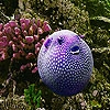 Play Oceanic purple fish slide puzzle