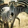 Play Zebra jigsaw