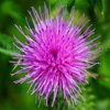 Play Jigsaw: thistle