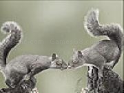 Play Squirrels in love slide puzzle