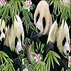 Play Sweetie pandas slide puzzle