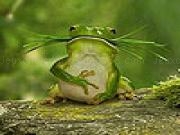 Play Hungry green frog slide puzzle