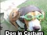 Play Chiens en costume