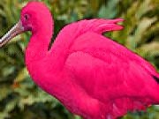 Play Pink ibis puzzle