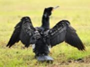 Play Jigsaw: cormorant