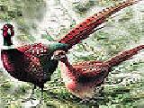 Play Fantastic pheasants in the farm puzzle