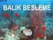 Play Balik Besleme